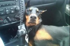 開車載狗雖拉風，背后的安全隱患你又知多少？