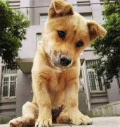 你眼中的土狗，它是我的家人！