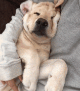 狗狗這么愛我怎么辦？