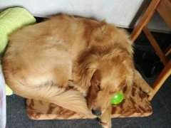 注意！狗狗的這些動作不是撒嬌，是求助！