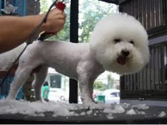 狗狗養護護理知識——剪毛篇 華興寵物食品