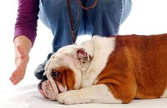 狗狗被主人打后會存有報復(fù)寵主嗎？