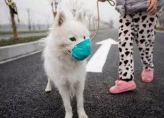 疫情下，如何保證寵物的安全？
